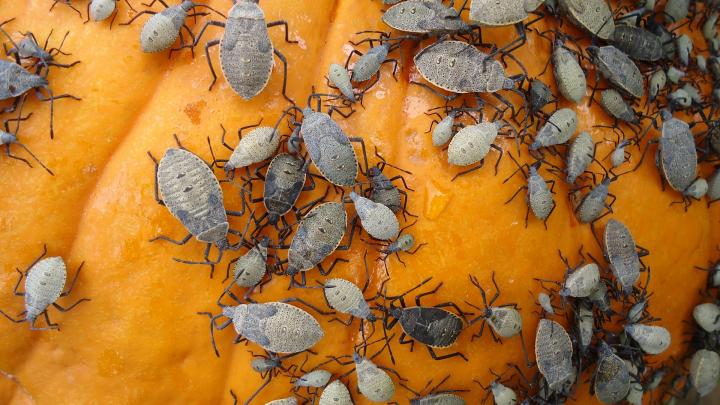 Squash bugs on pumpkin