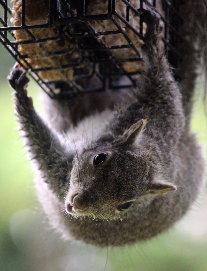 squirrel hanging from a suet bird feeder