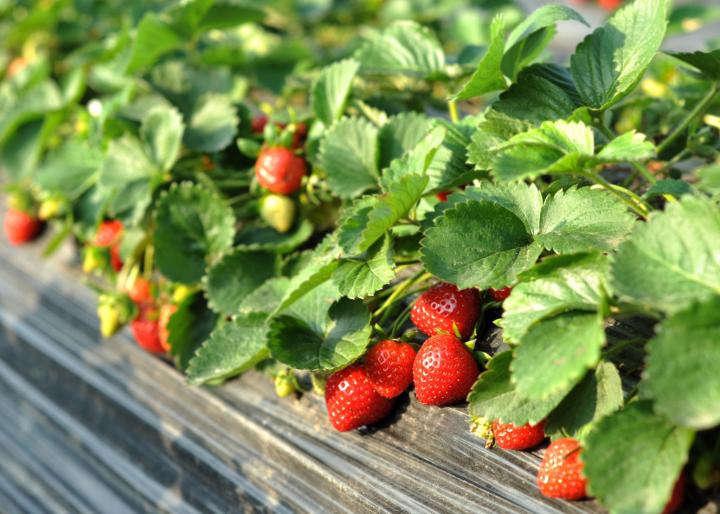Strawberry Bed. Photo by Ben Shuchunke/Getty Images
