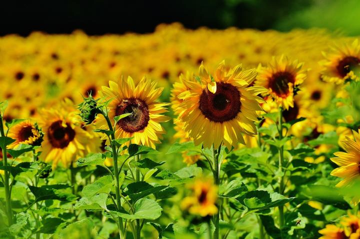 a field of sunflowers