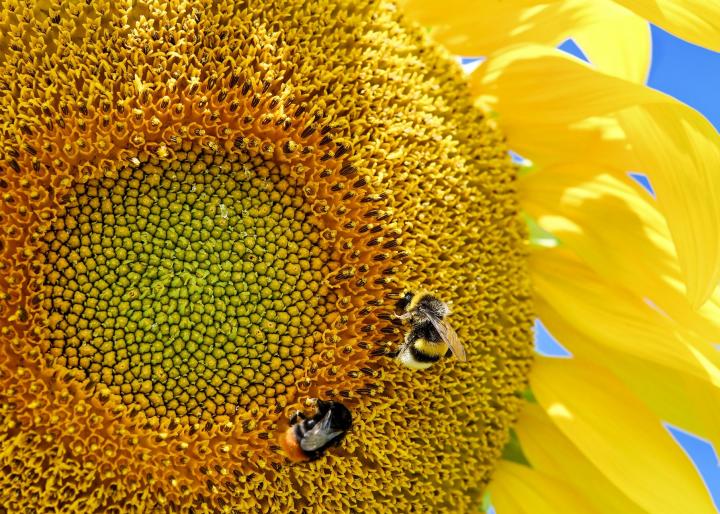 Sunflower bees blue sky