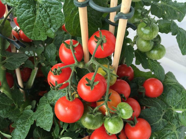 tomato-plant-supports.jpg