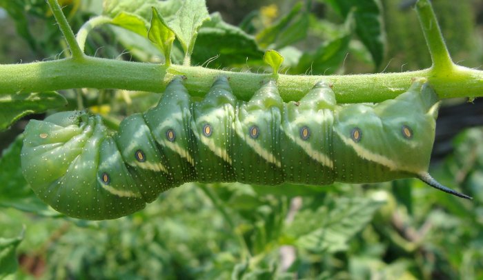 Tomato Hornworm. Photo by Amanda Hill.