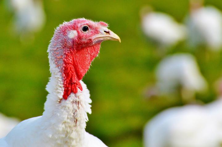 white domestic turkey with red head