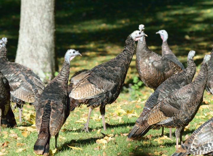 flock of wild american turkeys
