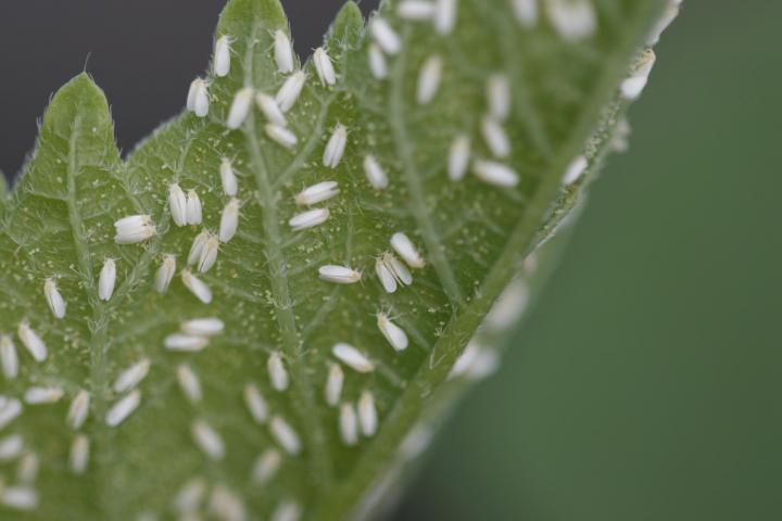 whiteflies on the underside of a green leaf laying eggs