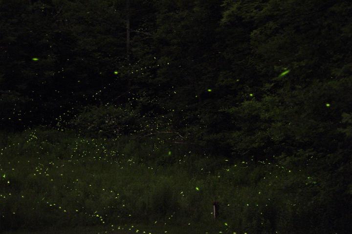 fireflies glowing in a meadow at night