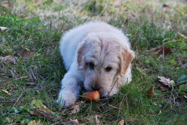 dog eating an apple