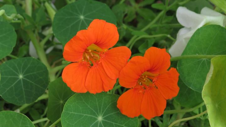 nasturtium-369479_1920_full_width.jpg