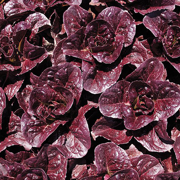 pomegranate-crunch-lettuce-highmowing-seeds.jpg