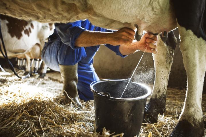a farmer milking a cow