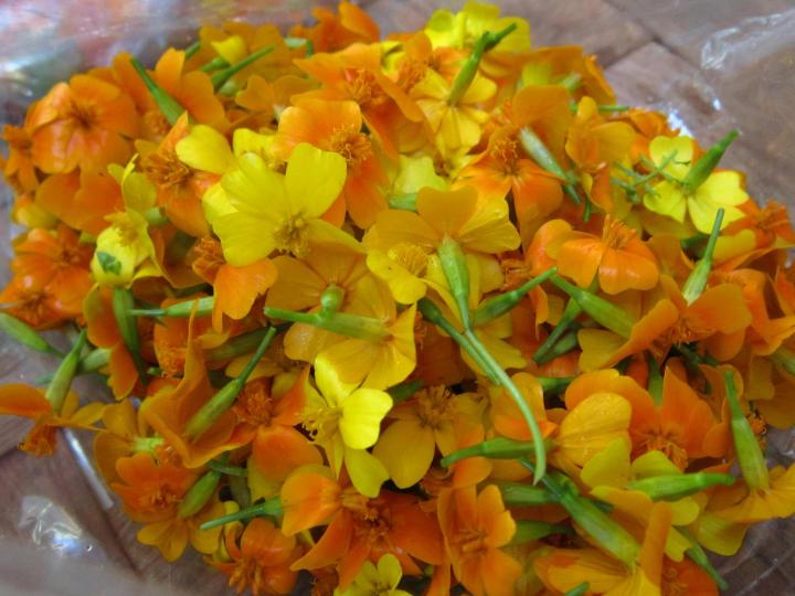 marigold-companion-planting-pest-control