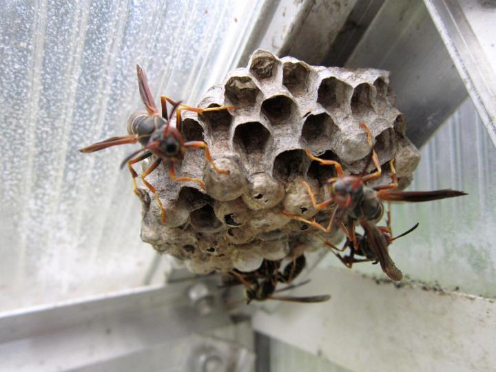 paper-wasps-control-pests