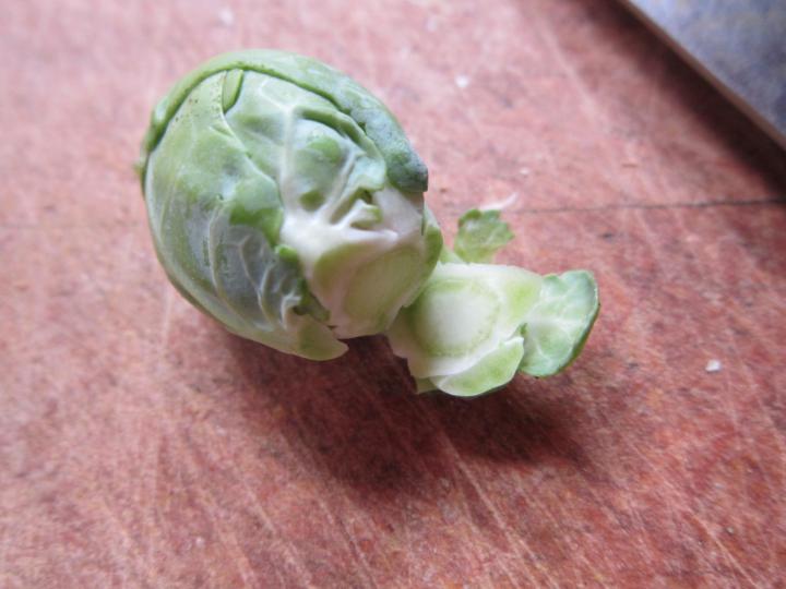 a Brussels sprout on a table with the bottom cut off