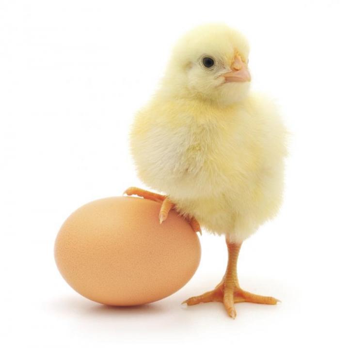 chick_and_egg_full_width.jpg
