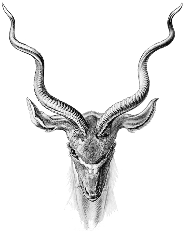 kudu_antelope.png