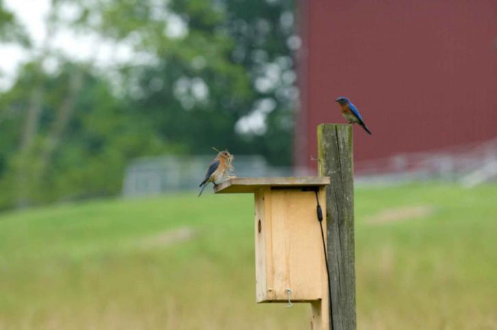 pair-of-eastern-bluebirds-preparing-a-nest-in-a-bird-house-725x481.jpeg