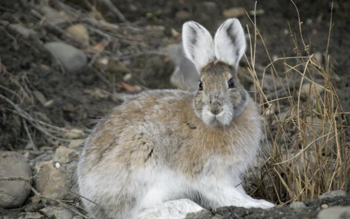snowshoe_hare_transitional_coloring_full_width.jpg
