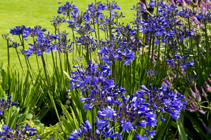 agapanthus-flowers-869092_1920_full_width.jpg