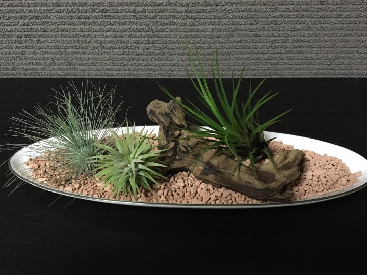air plants in a bowl