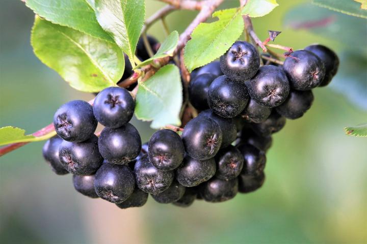 aronia-berries-5442465_1920_full_width.jpg