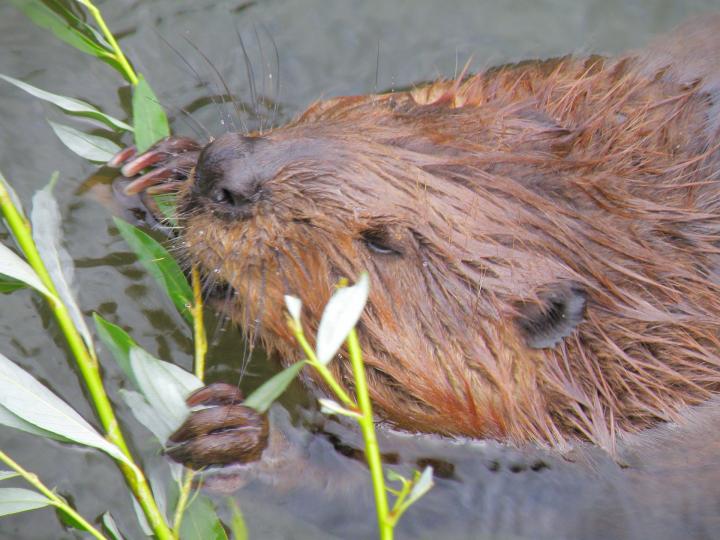 beaver in the water