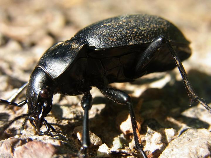 Ground beetle