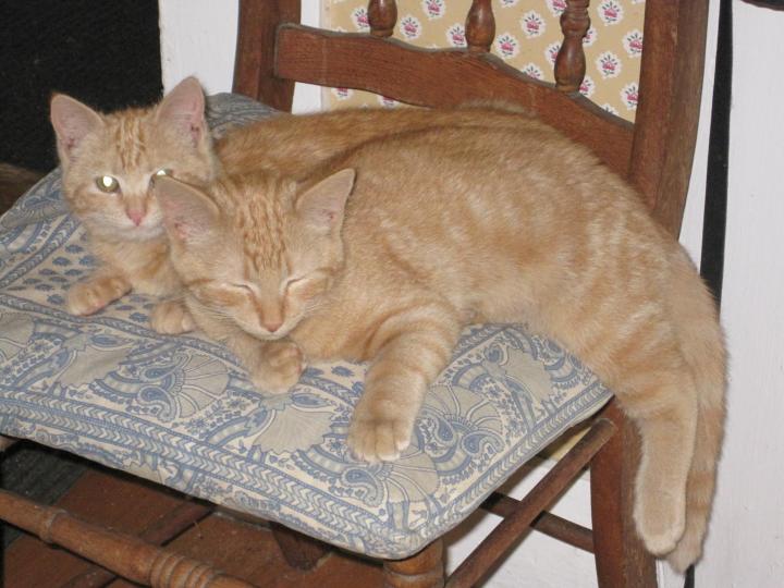 two kittens lounging on a chair