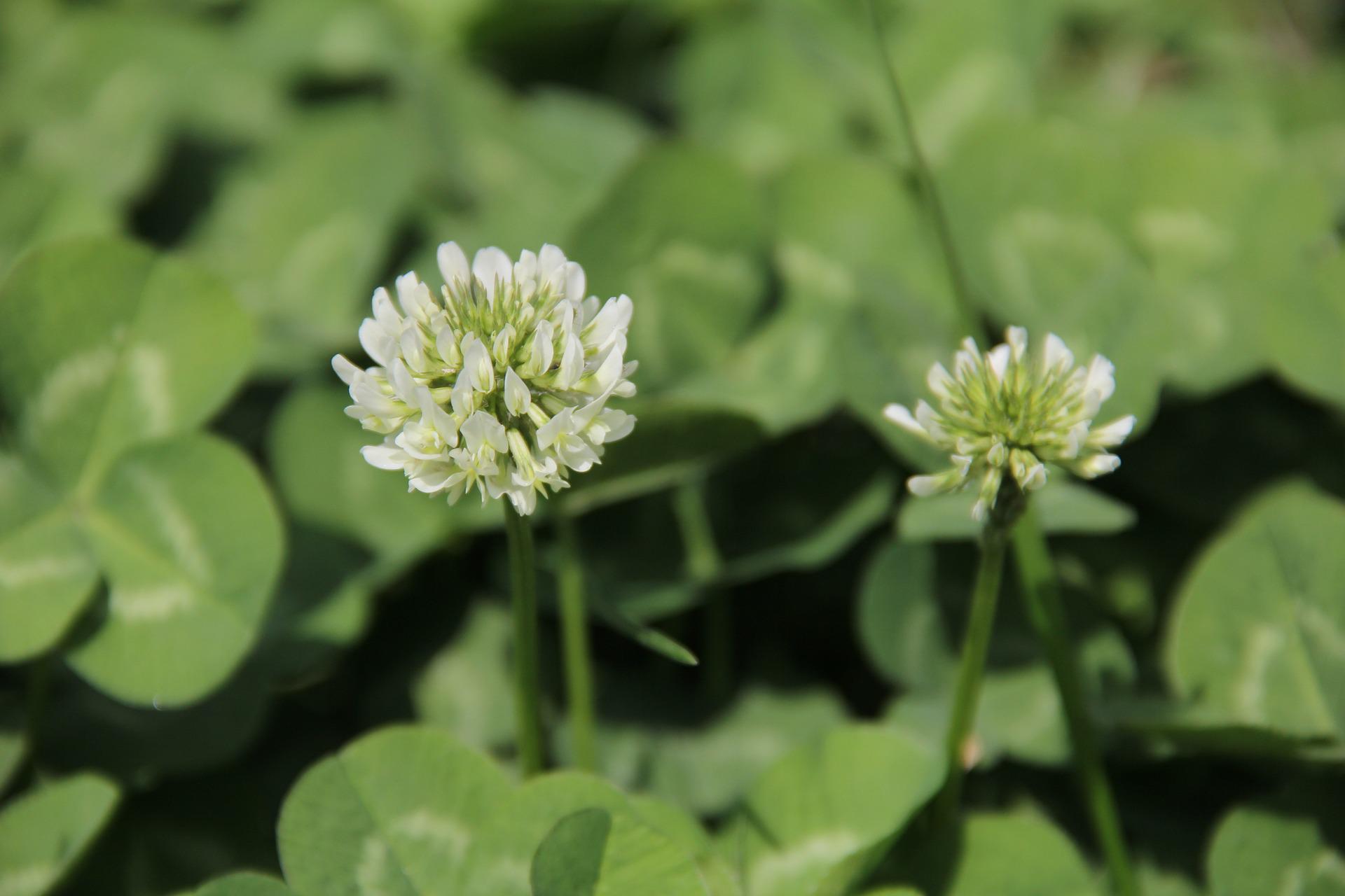 Clover and Microclover