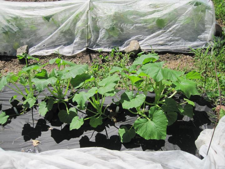 row covers on squash plants