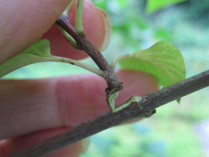 Heel cutting is made by pulling the stem away from the branch rather than cutting it off.