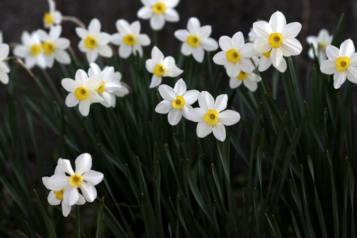 Daffodil flowers in the garden