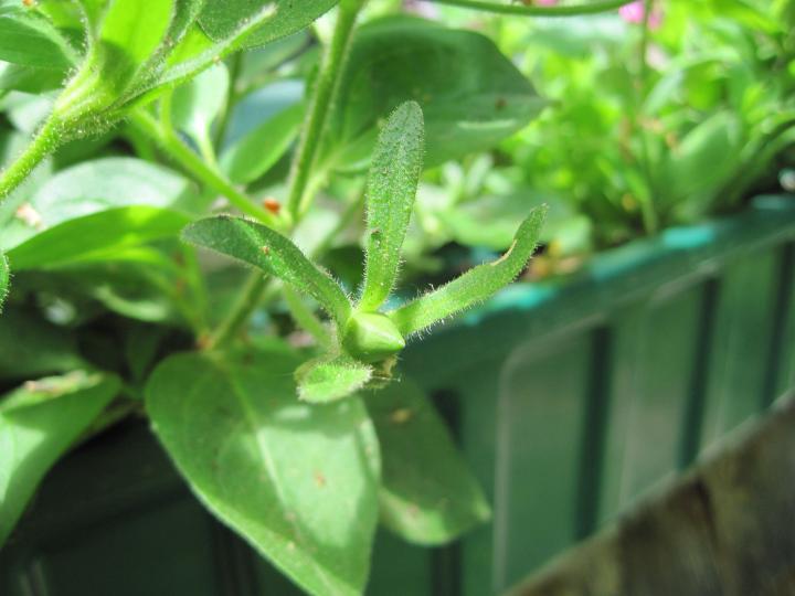 Petunias especially need to be deadheaded regularly or blossoming will slow way down.