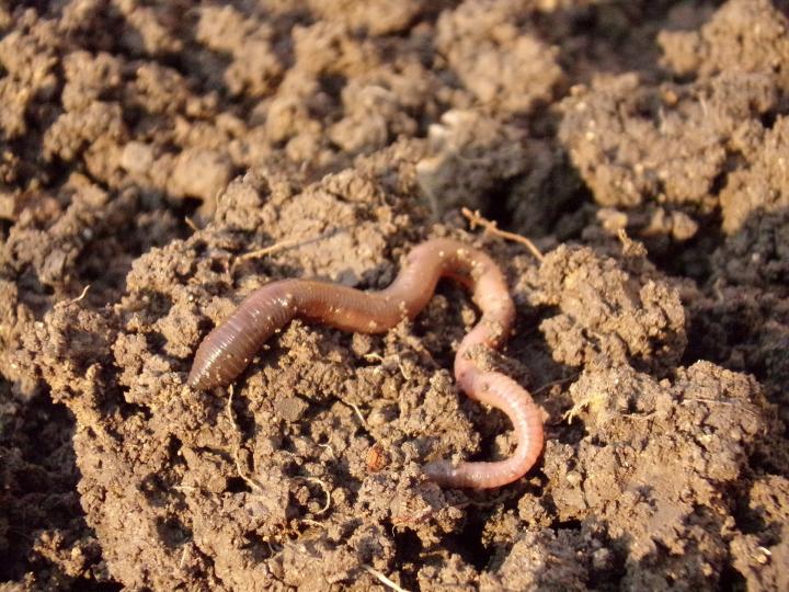 earthworm-686593_1920_0_full_width.jpg