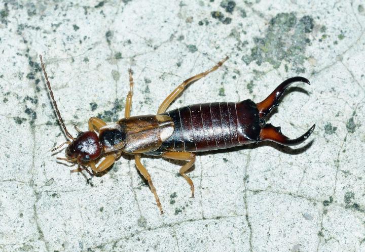 male earwig insect