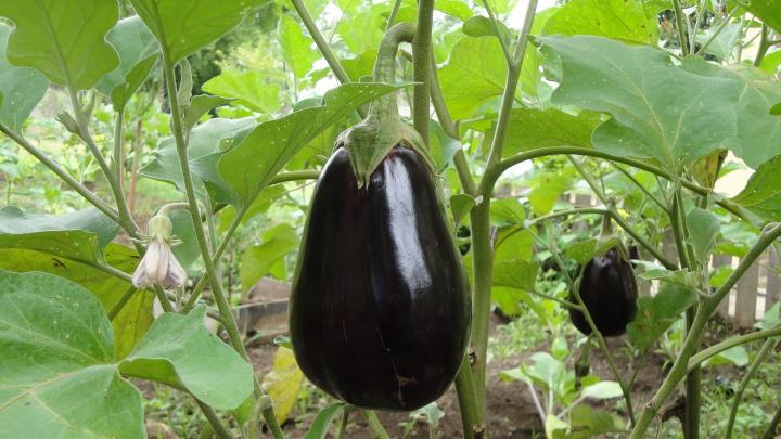 eggplant-1610434_1920_0_full_width.jpg