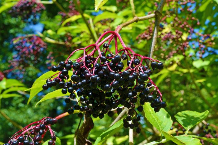 poisonous elderberry berries
