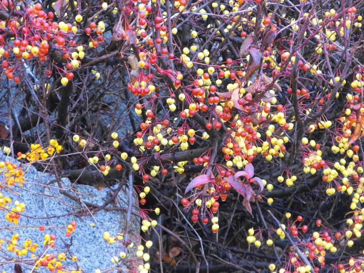 poisonous bittersweet berries