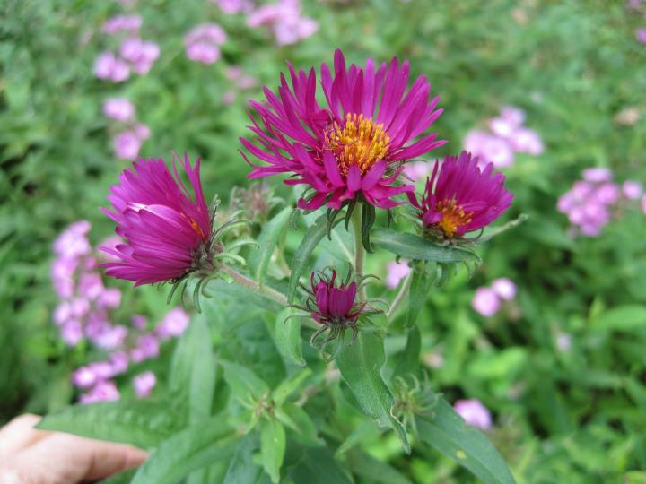 September Ruby' asters