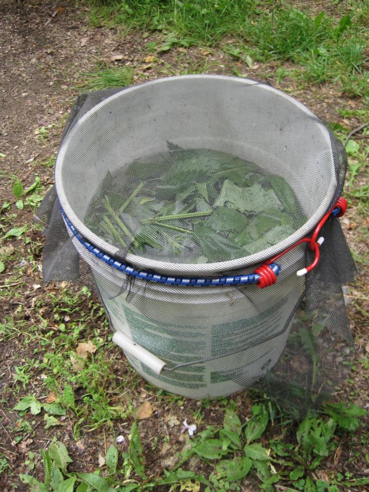 a bucket of fertilizer tea