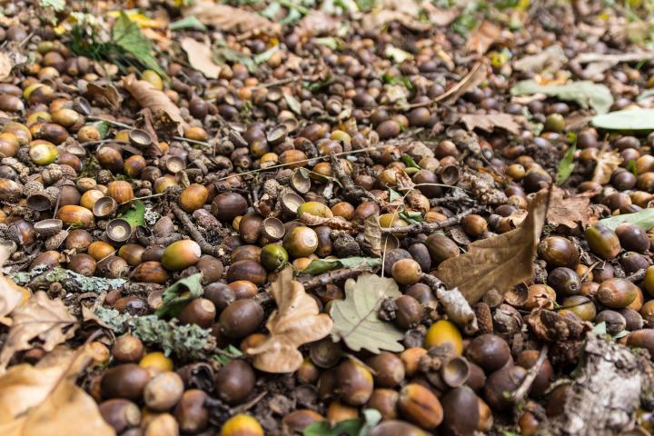 forest floor full of acorns