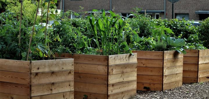 high raised beds to eliminate the need to bend