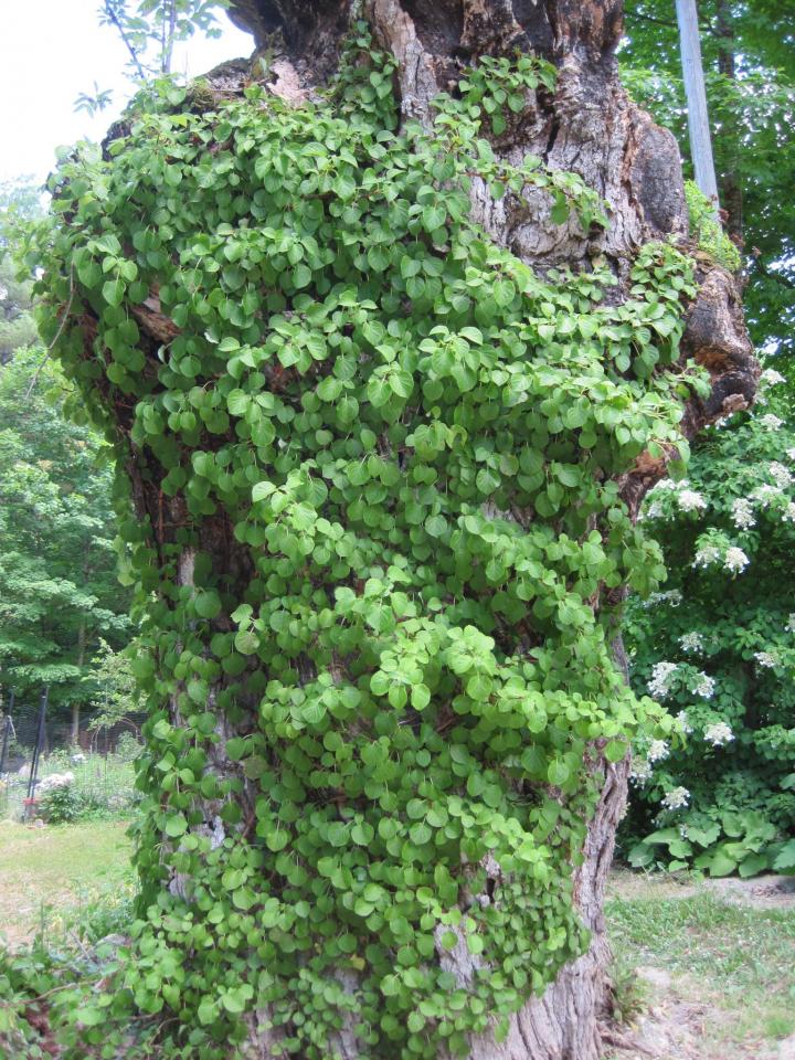 This climbing hydrangea is growing on the stump of an old maple tree.