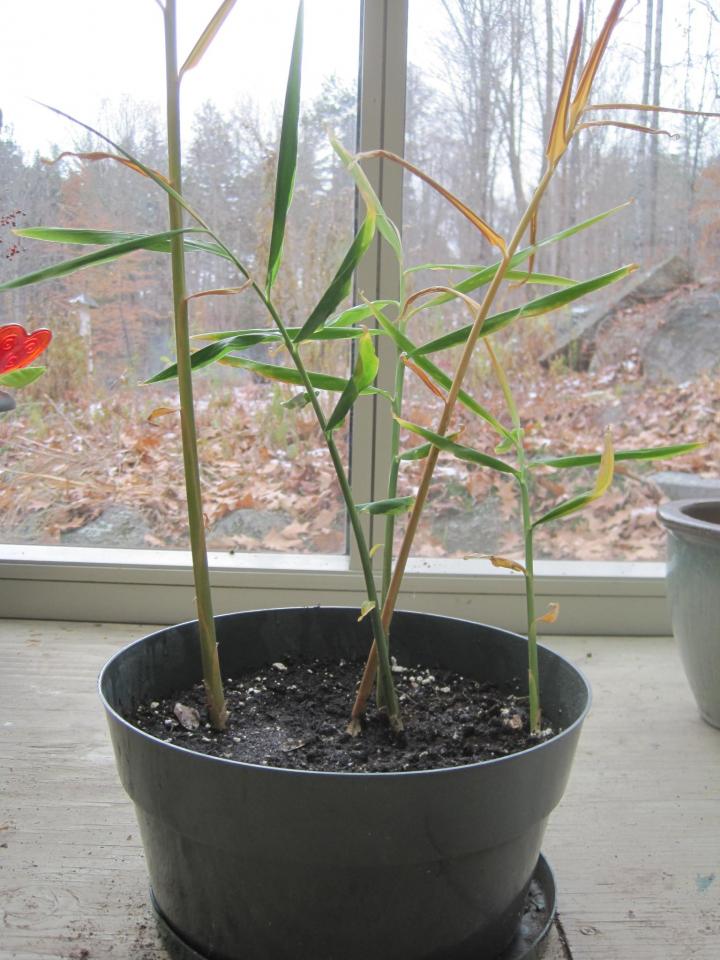 ginger plant in a pot