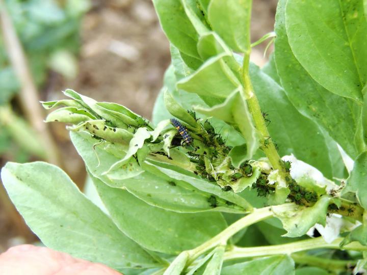 aphids on a plant, being eaten by ladybug larvae