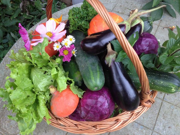 vegetable harvest in a basket