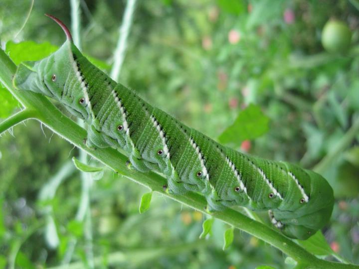 hornworm on a tomato plant