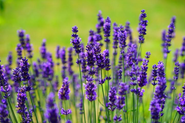 English Lavender flowers