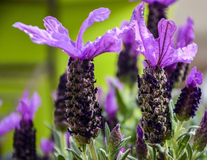 spanish lavender flowers