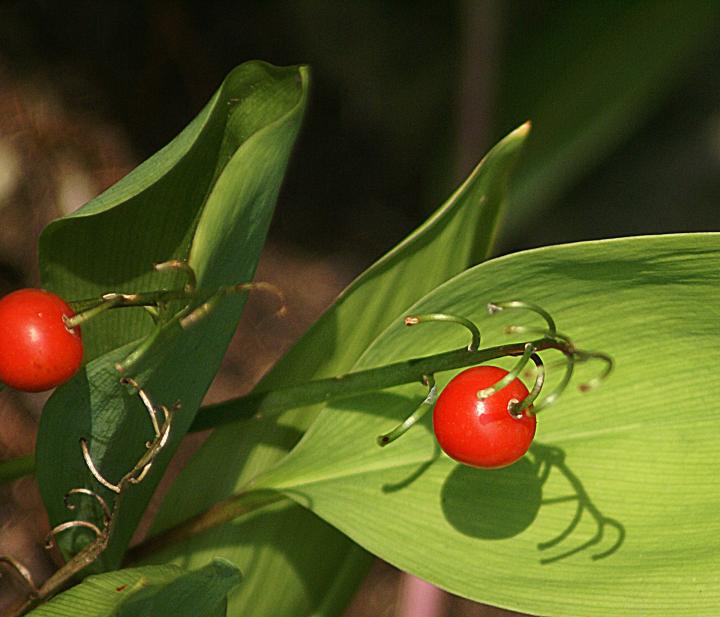 poisonous lilly of the valley berries